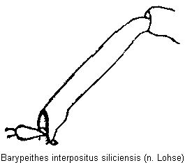 barypeithes_siliciensis_hschn.gif