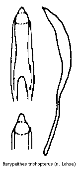 barypeithes_trichopterus.gif