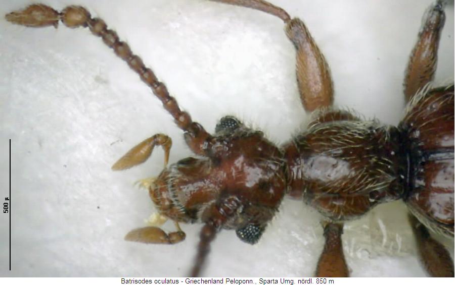 batrisodes_oculatus_vk.jpg