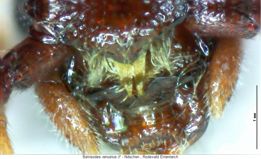 batrisodes_venustus_k.jpg