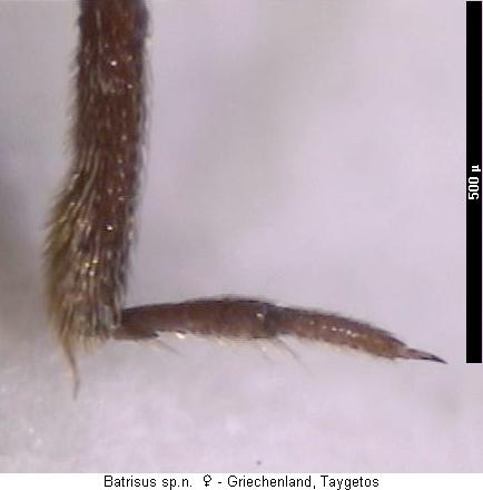 batrisus_formicarius2_hschn.jpg