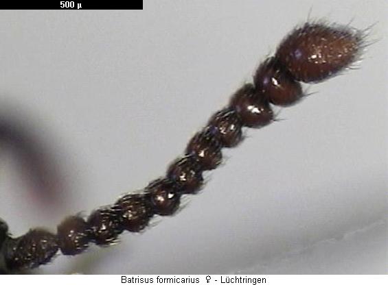 batrisus_formicarius_f.jpg
