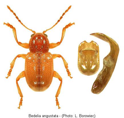 bedelia_angustata.jpg