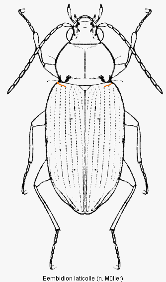 bemb1.gif