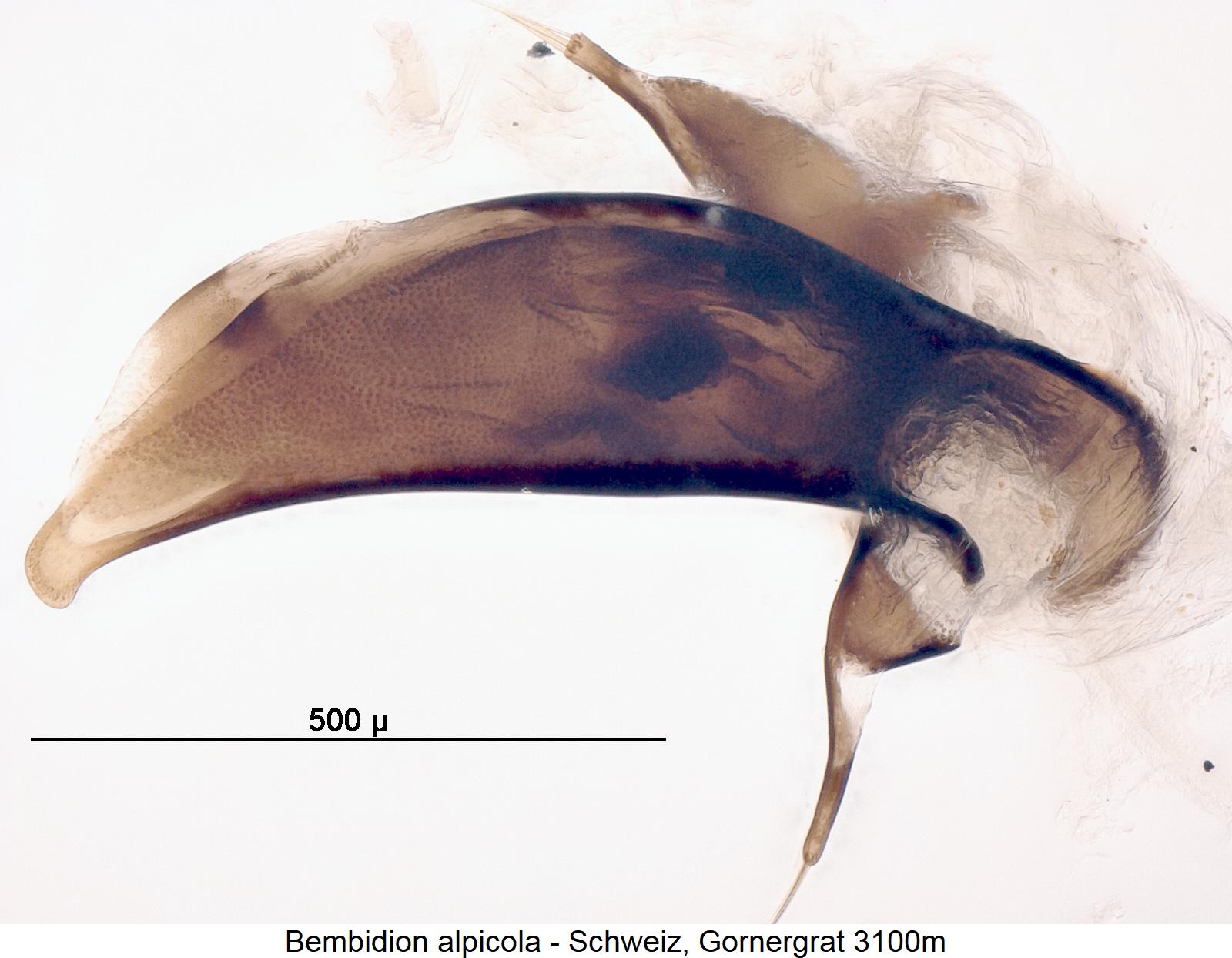 bembidion_alpicola.jpg