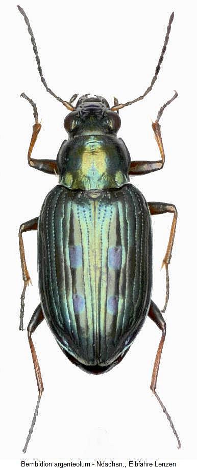 bembidion_argenteolum_hab.jpg