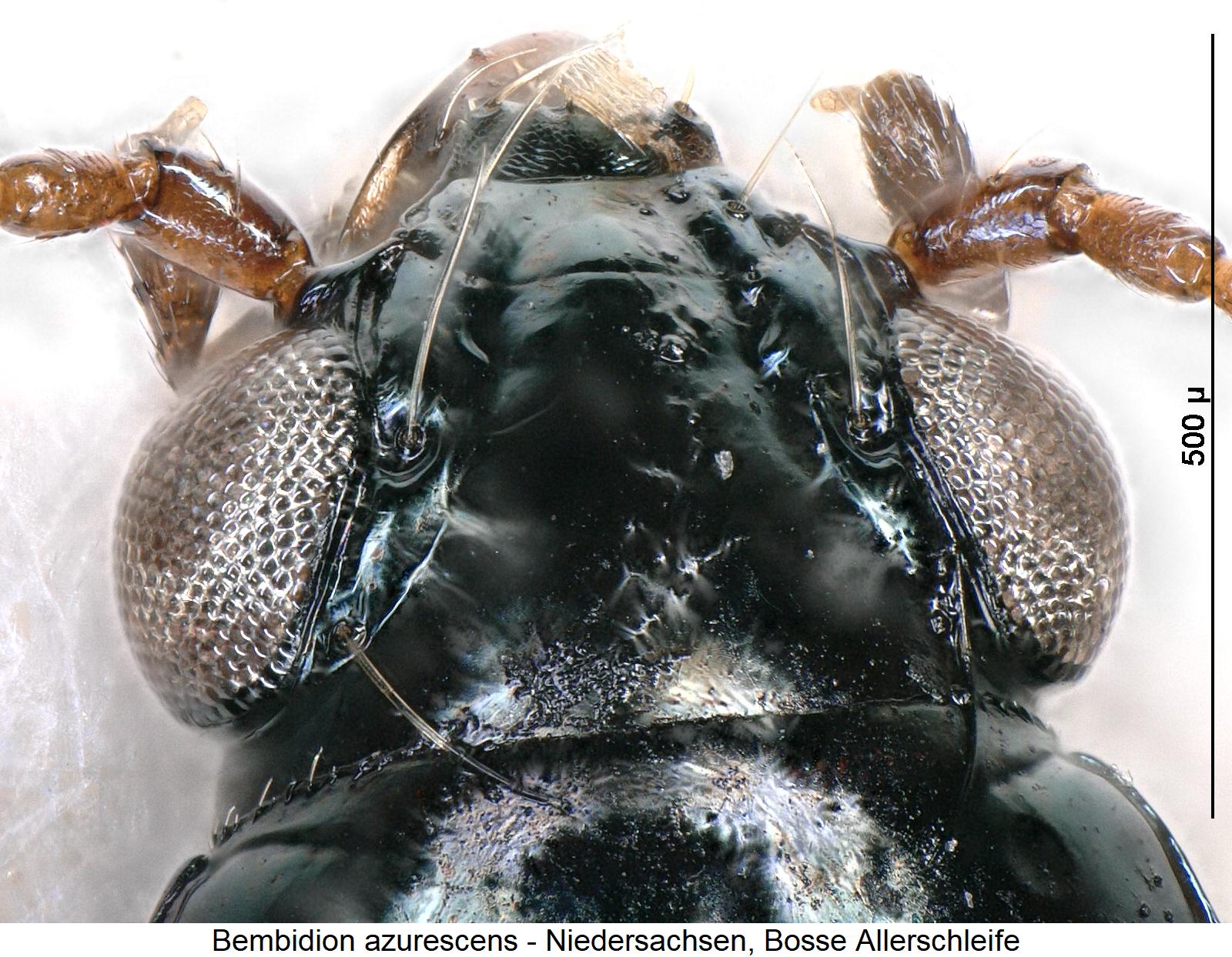 bembidion_azurescens_k1.jpg