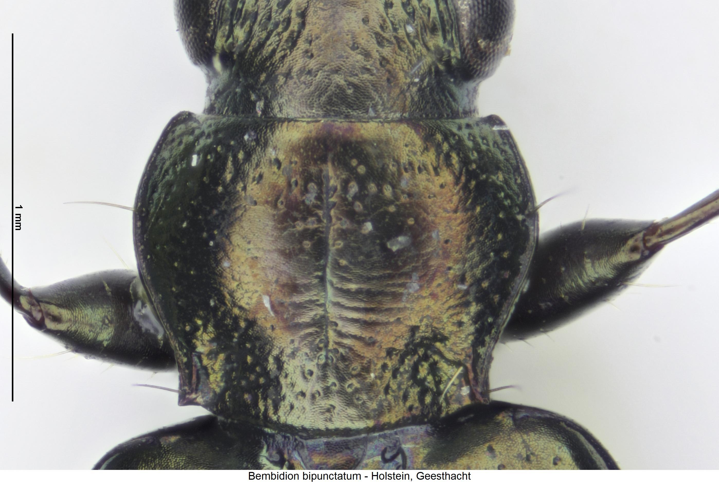 bembidion_bipunctatum_hsch.jpg