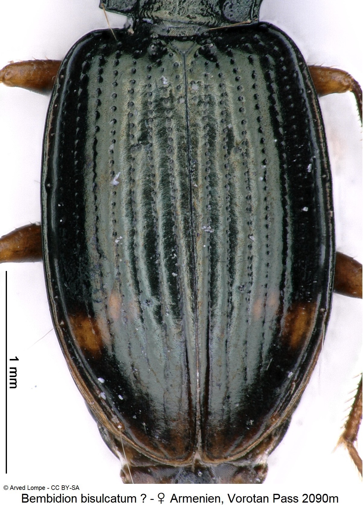 bembidion_bisulcatum_cf_w_ck6877258_fld.jpg