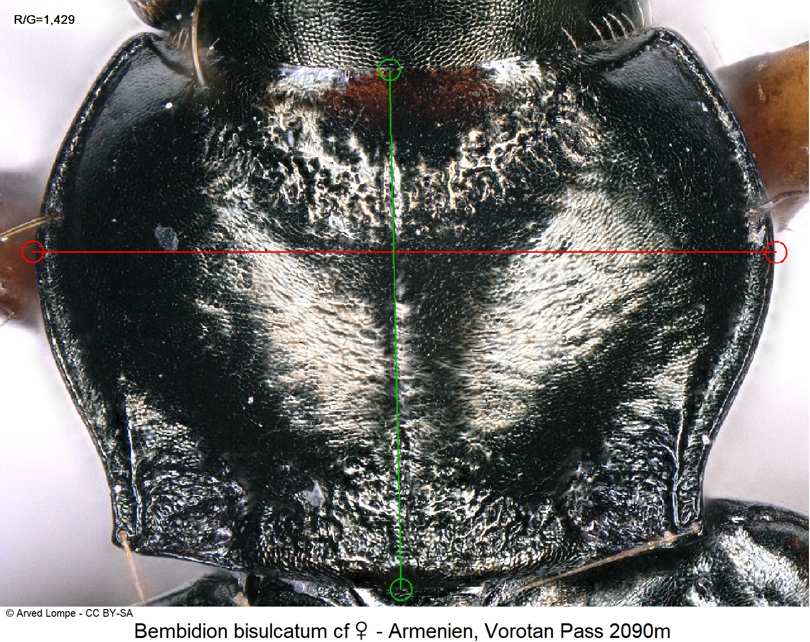 bembidion_bisulcatum_cf_w_ck6877258_hsch.jpg
