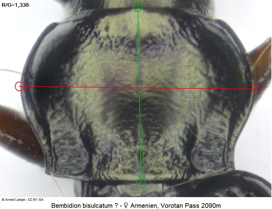 bembidion_bisulcatum_w_hsch.jpg