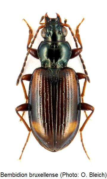bembidion_bruxellense_hab.jpg