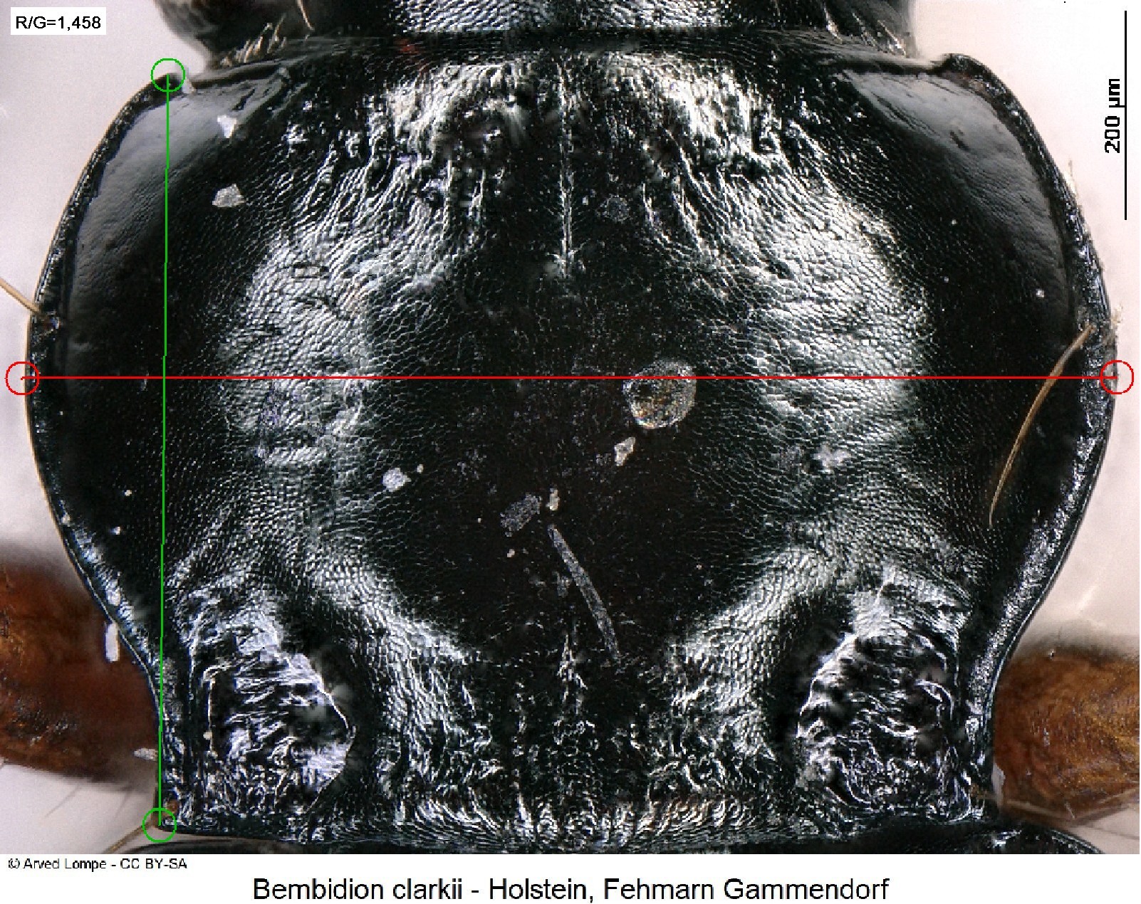 bembidion_clarkii_ck929_hsch-m.jpg