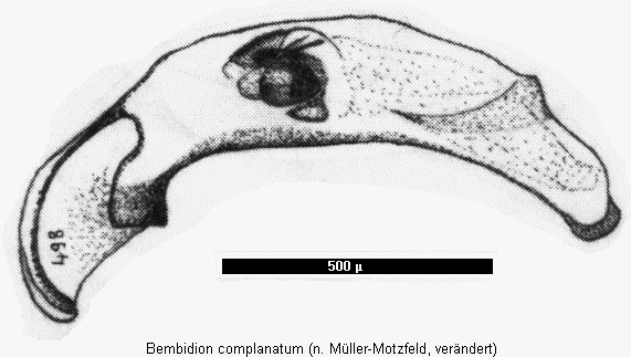 bembidion_complanatum.gif