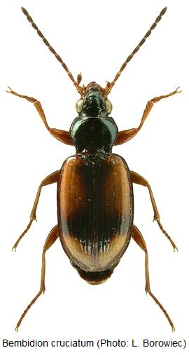 bembidion_cruciatum_hab.jpg