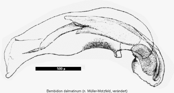 bembidion_dalmatinum.gif