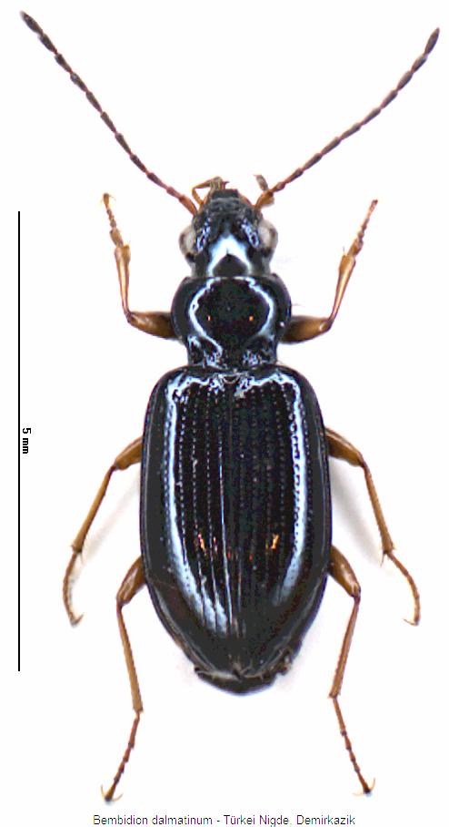 bembidion_dalmatinum_hab.jpg
