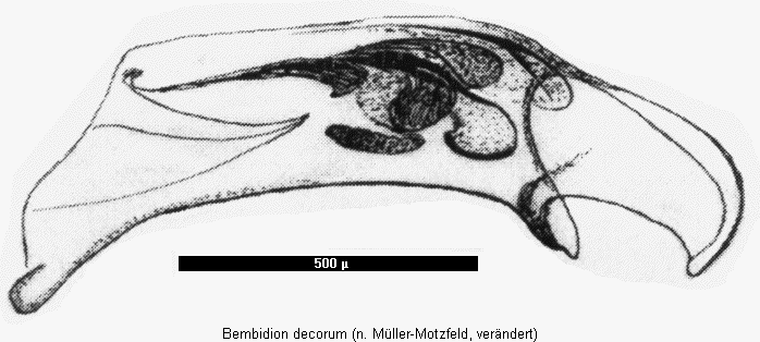 bembidion_decorum.gif