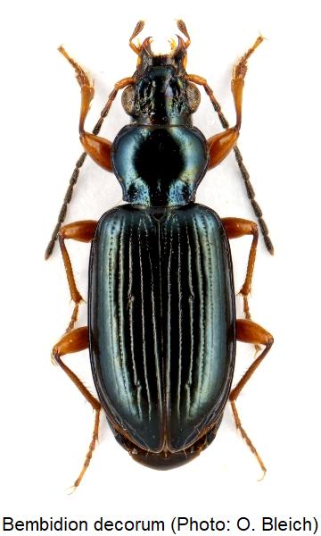 bembidion_decorum_hab.jpg