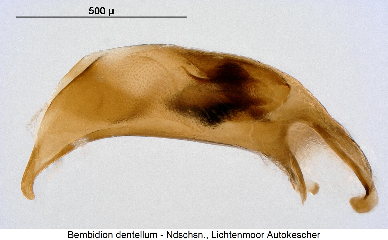 bembidion_dentellum.jpg