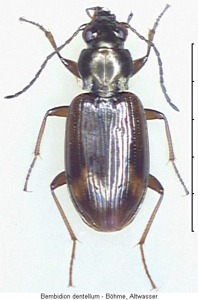 bembidion_dentellum_hab.jpg