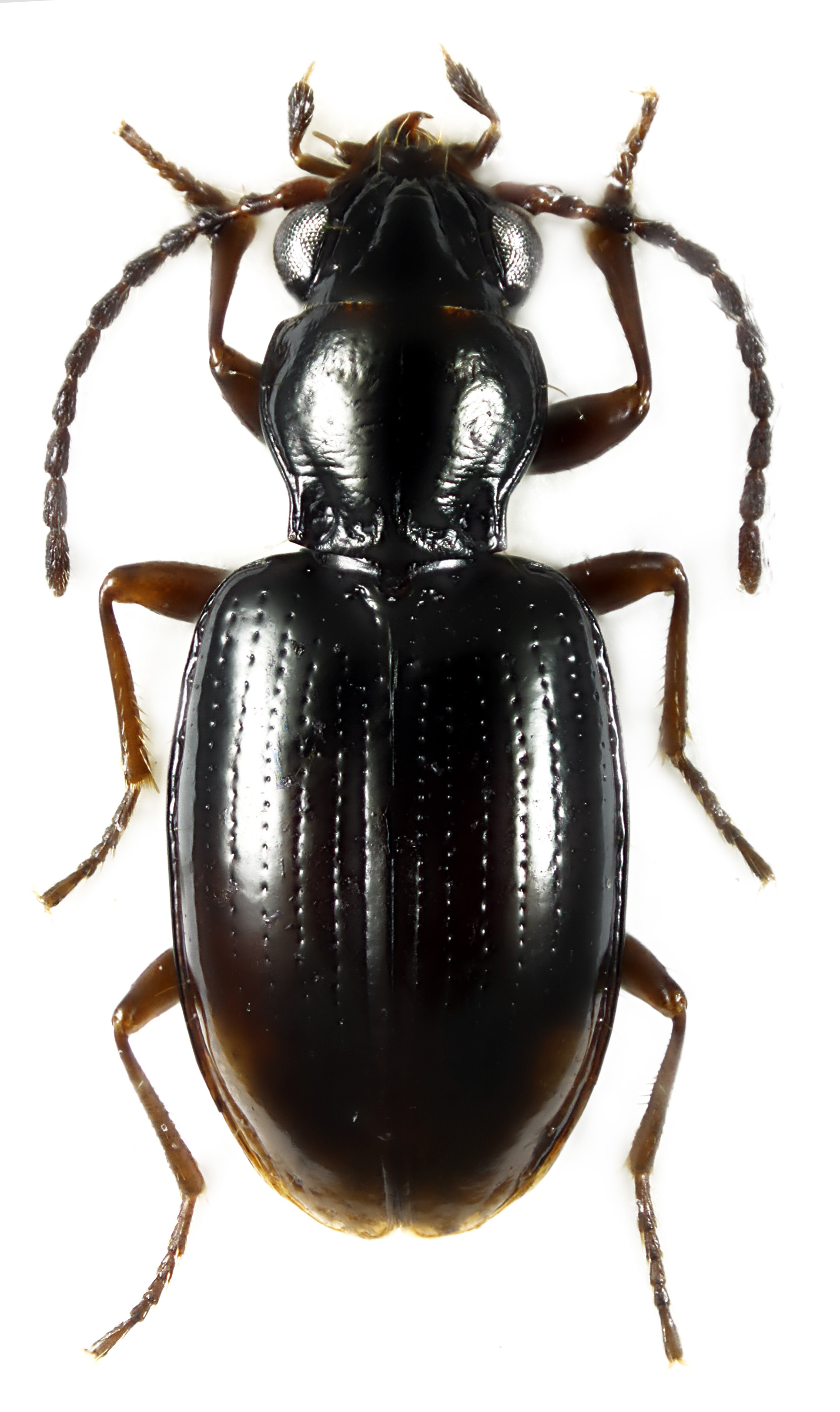 bembidion_doris0.jpg