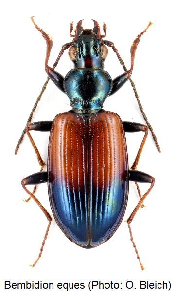 bembidion_eques_hab.jpg