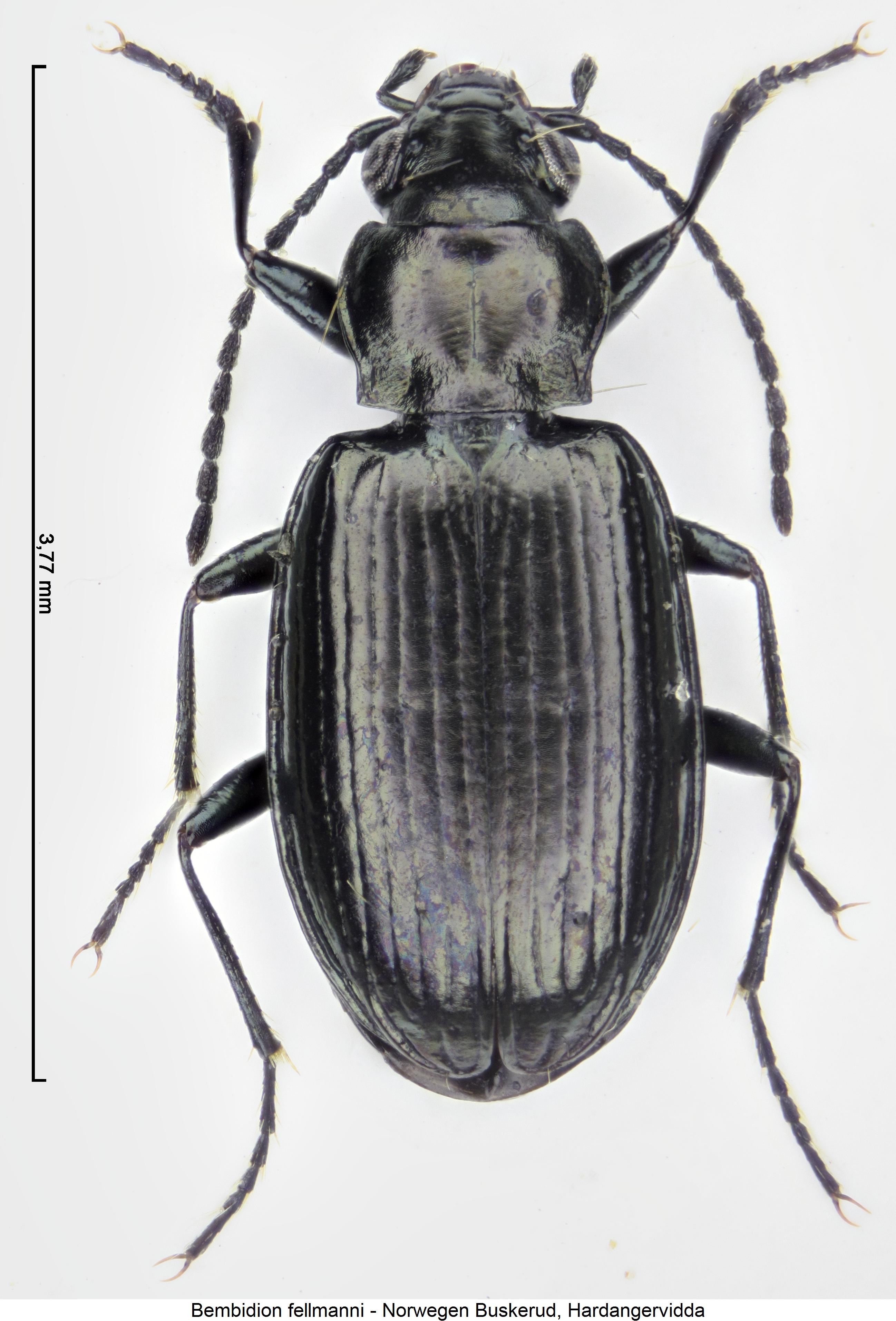 bembidion_fellmanni_hab.jpg
