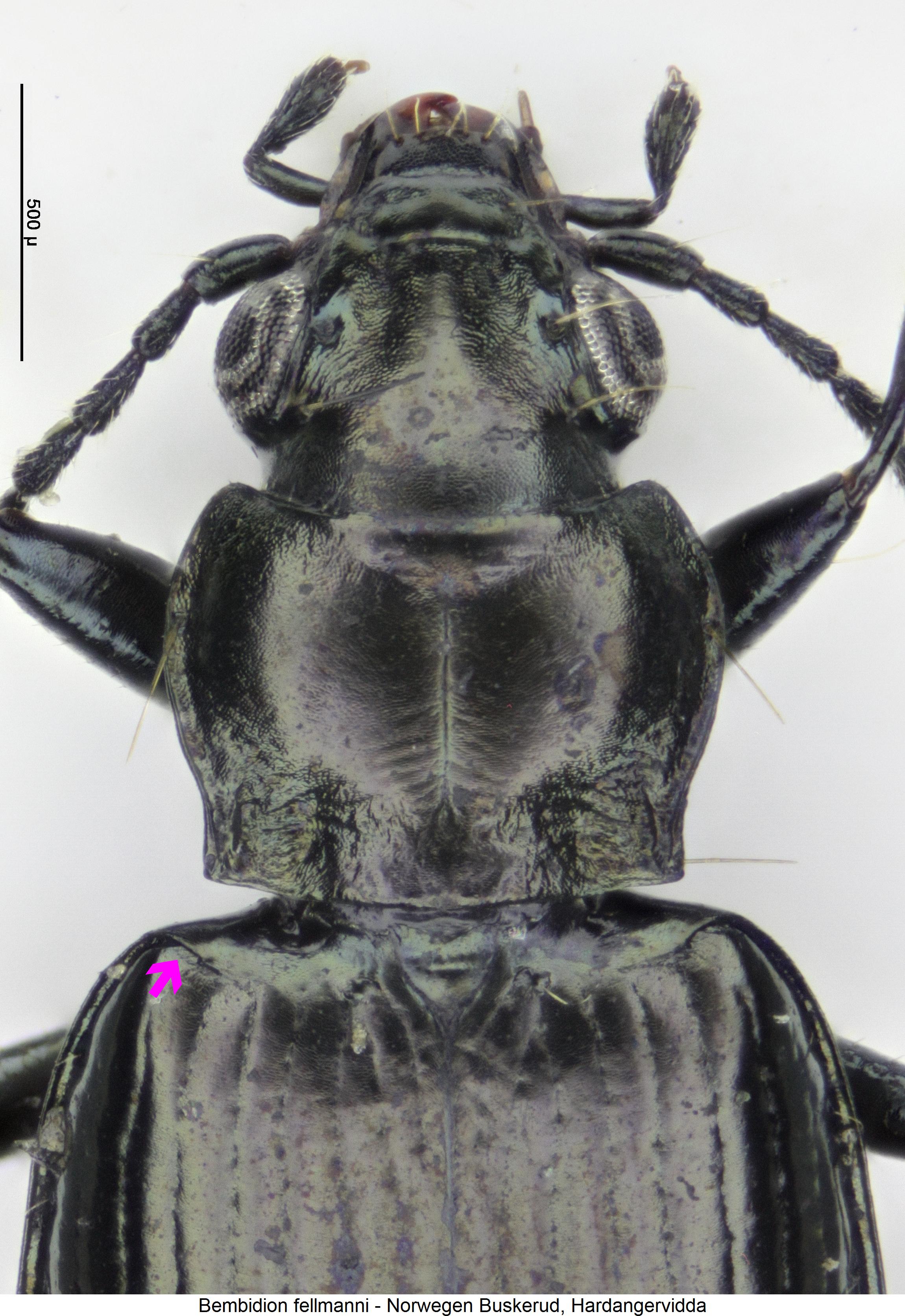 bembidion_fellmanni_vk.jpg
