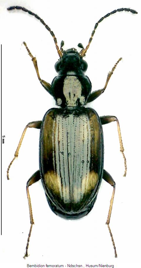 bembidion_femoratum_hab.jpg