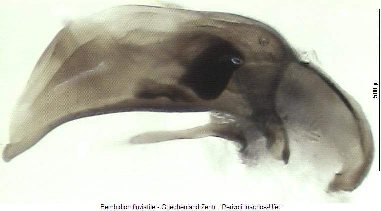 bembidion_fluviatile.jpg