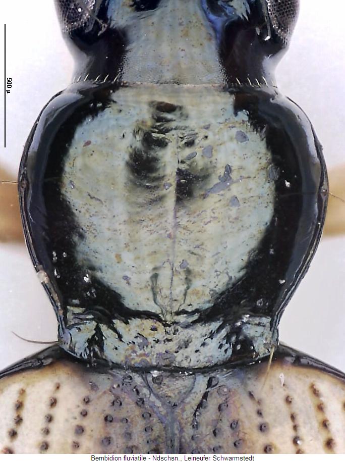 bembidion_fluviatile_hsch.jpg