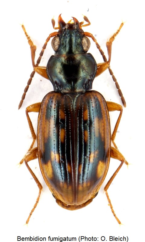 bembidion_fumigatum_hab.jpg