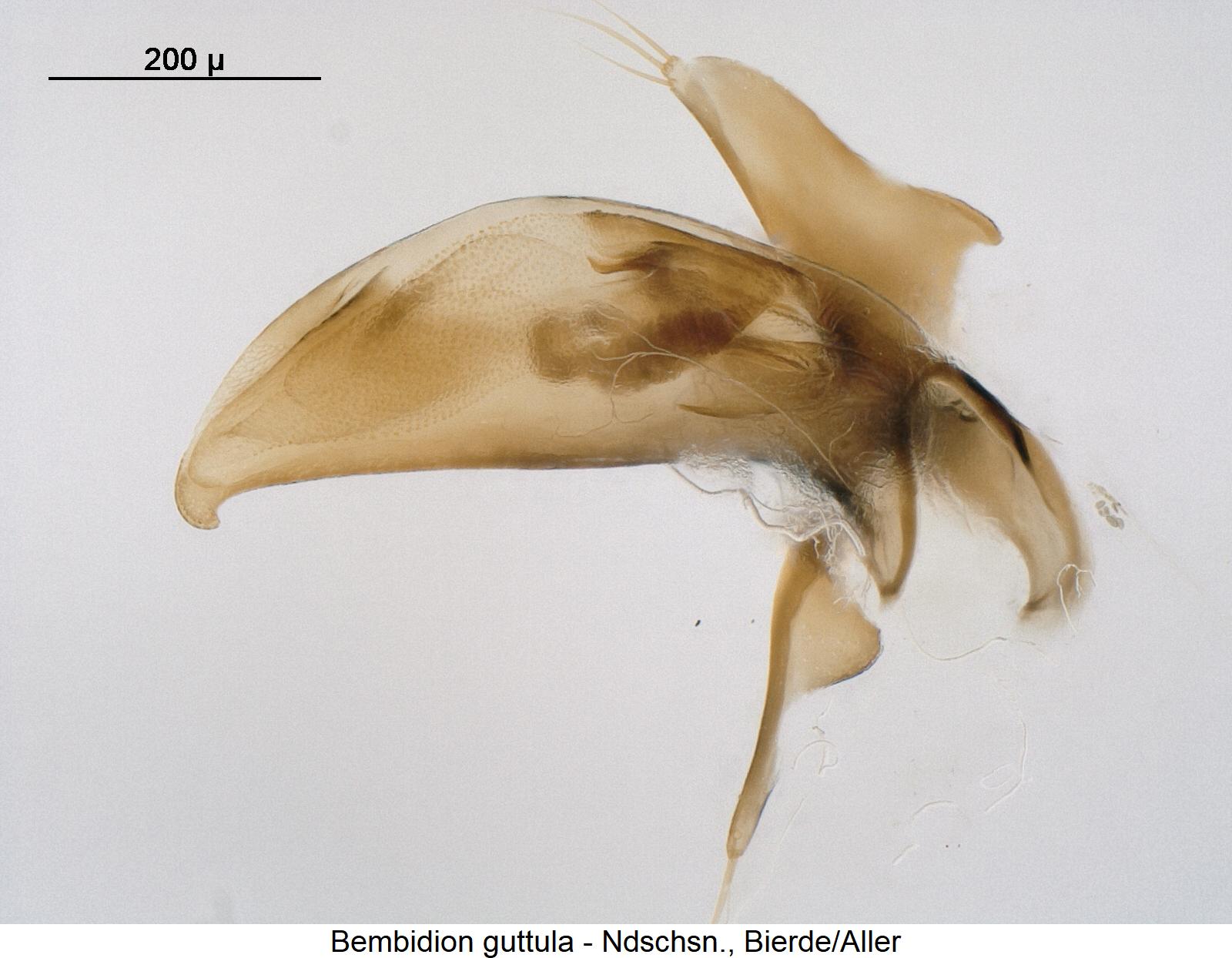 bembidion_guttula.jpg