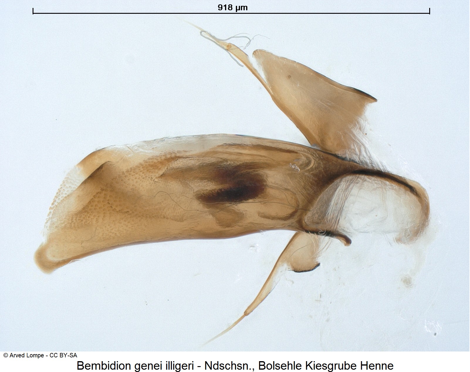 bembidion_illigeri_ck31965452.jpg