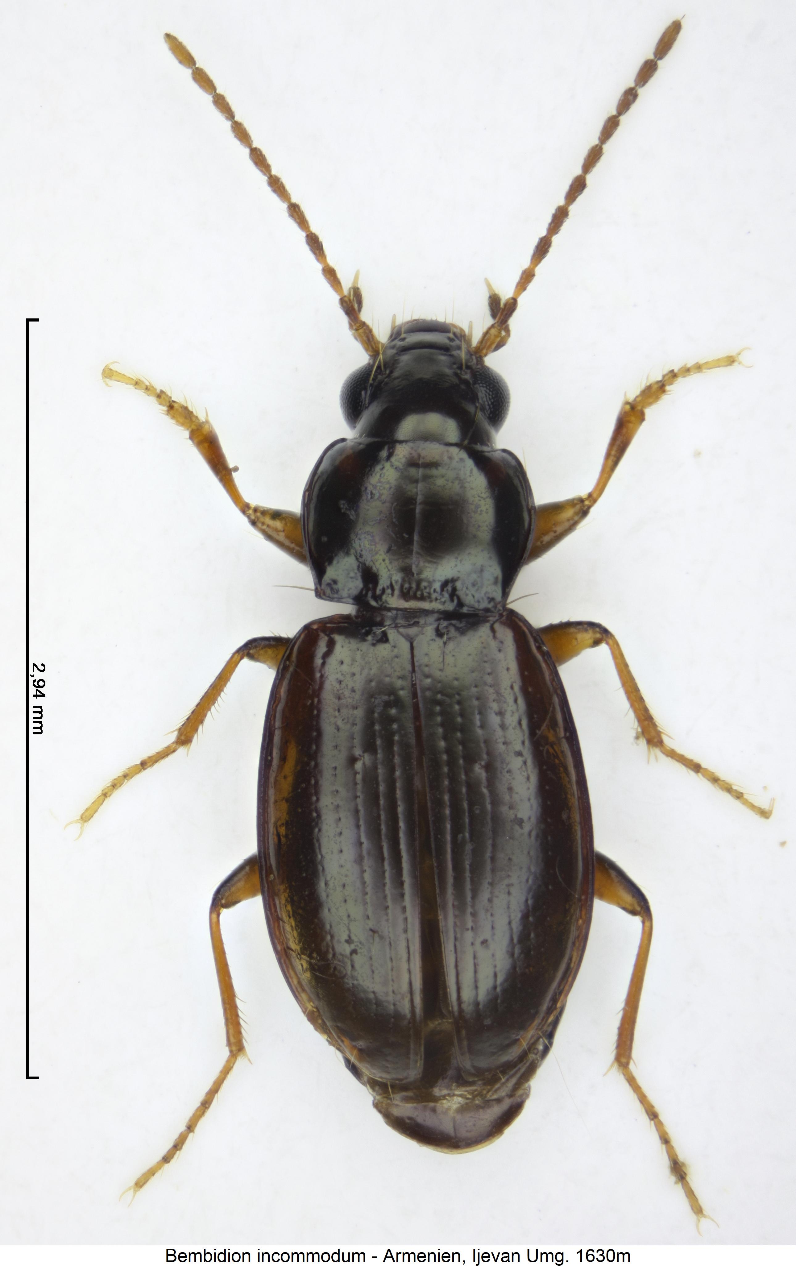 bembidion_incommodum_hab.jpg