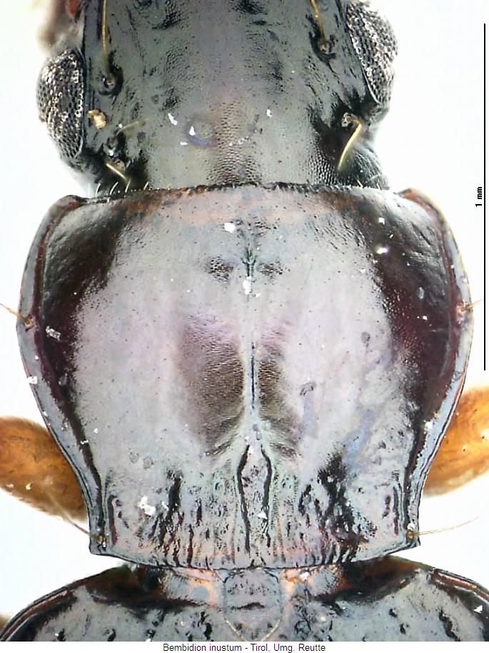 bembidion_inustum_hsch.jpg