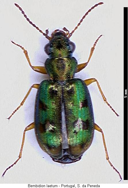 bembidion_laetum_hab.jpg