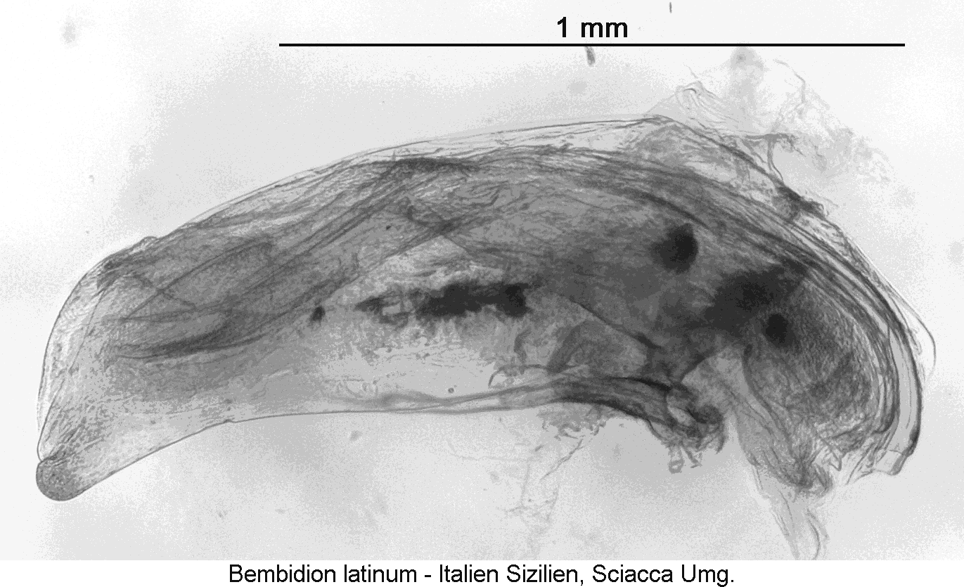 bembidion_latinum1.gif