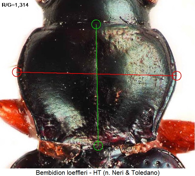 bembidion_loeffleri_hsch.jpg