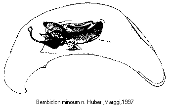 bembidion_minoum.gif