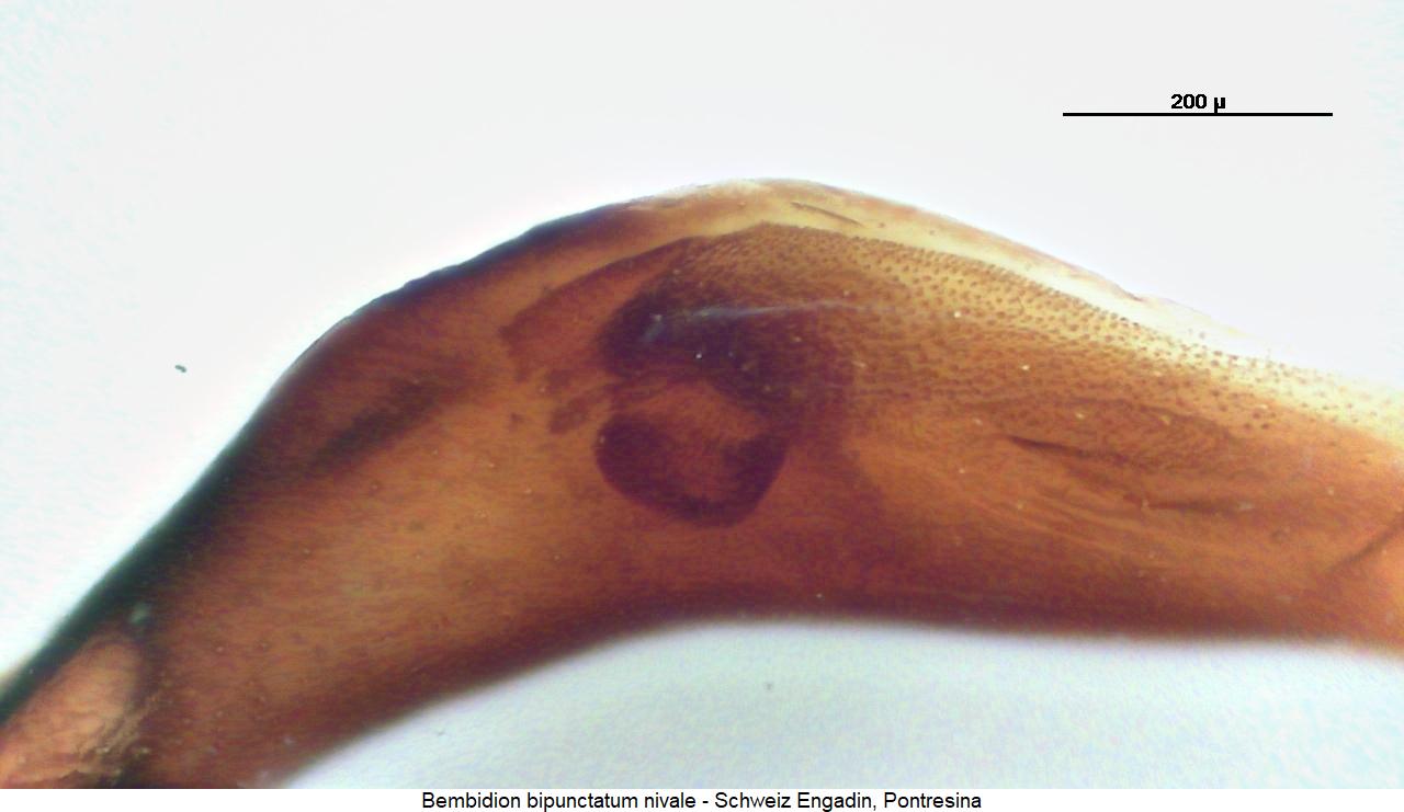 bembidion_nivale1.jpg