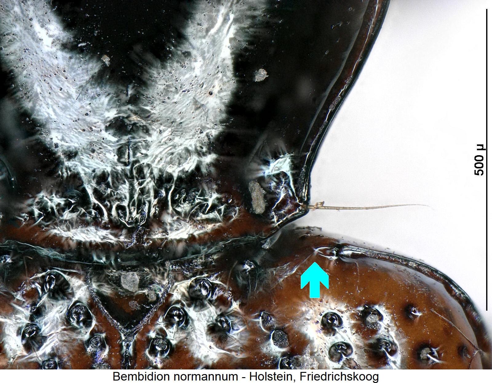 bembidion_normannum_hum.jpg