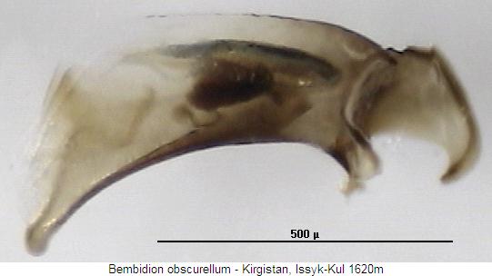 bembidion_obscurellum.jpg