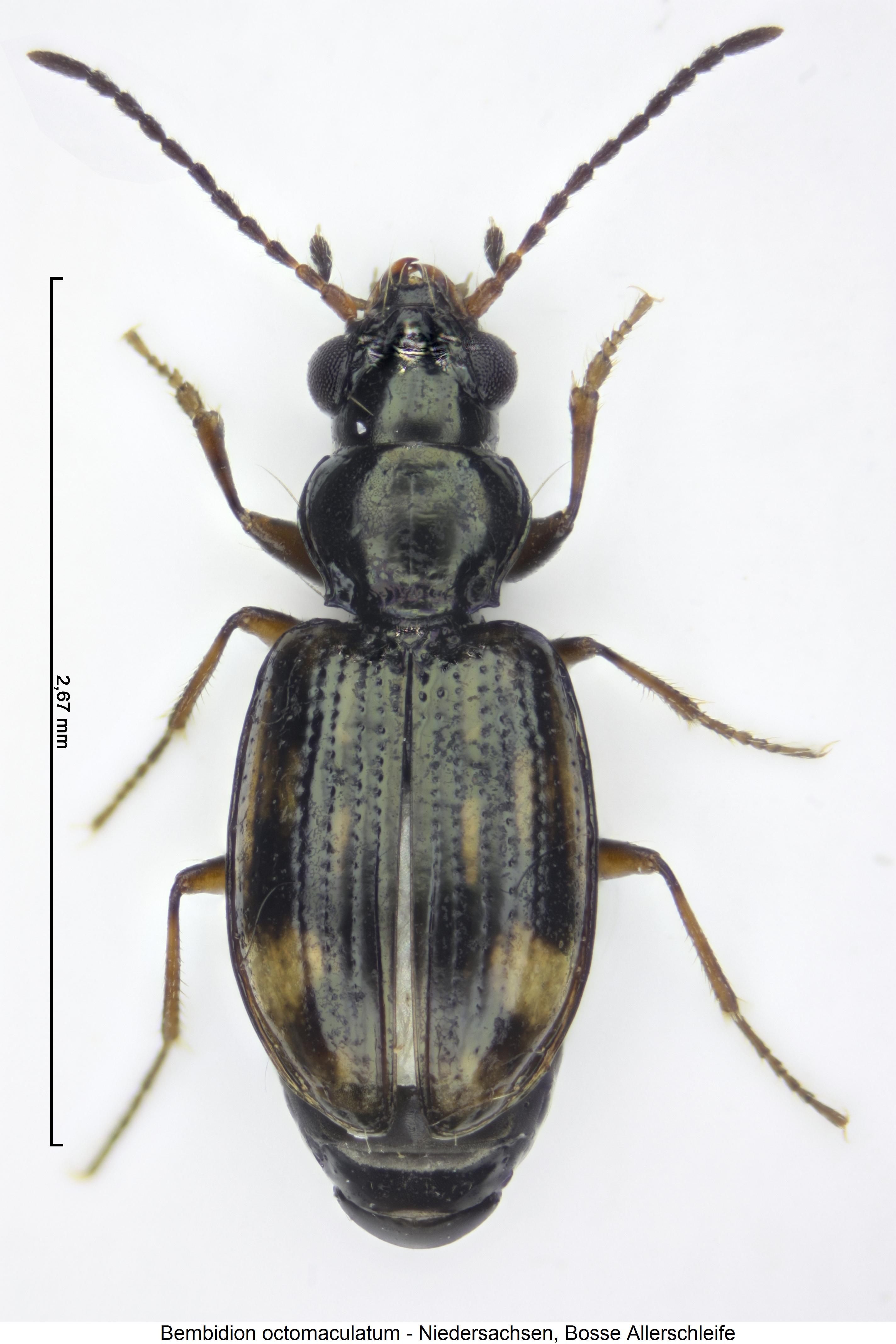 bembidion_octomaculatum_hab1.jpg