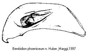 bembidion_phoeniceum.gif