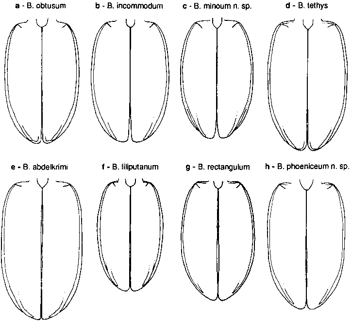 bembidion_phyla_fld.gif