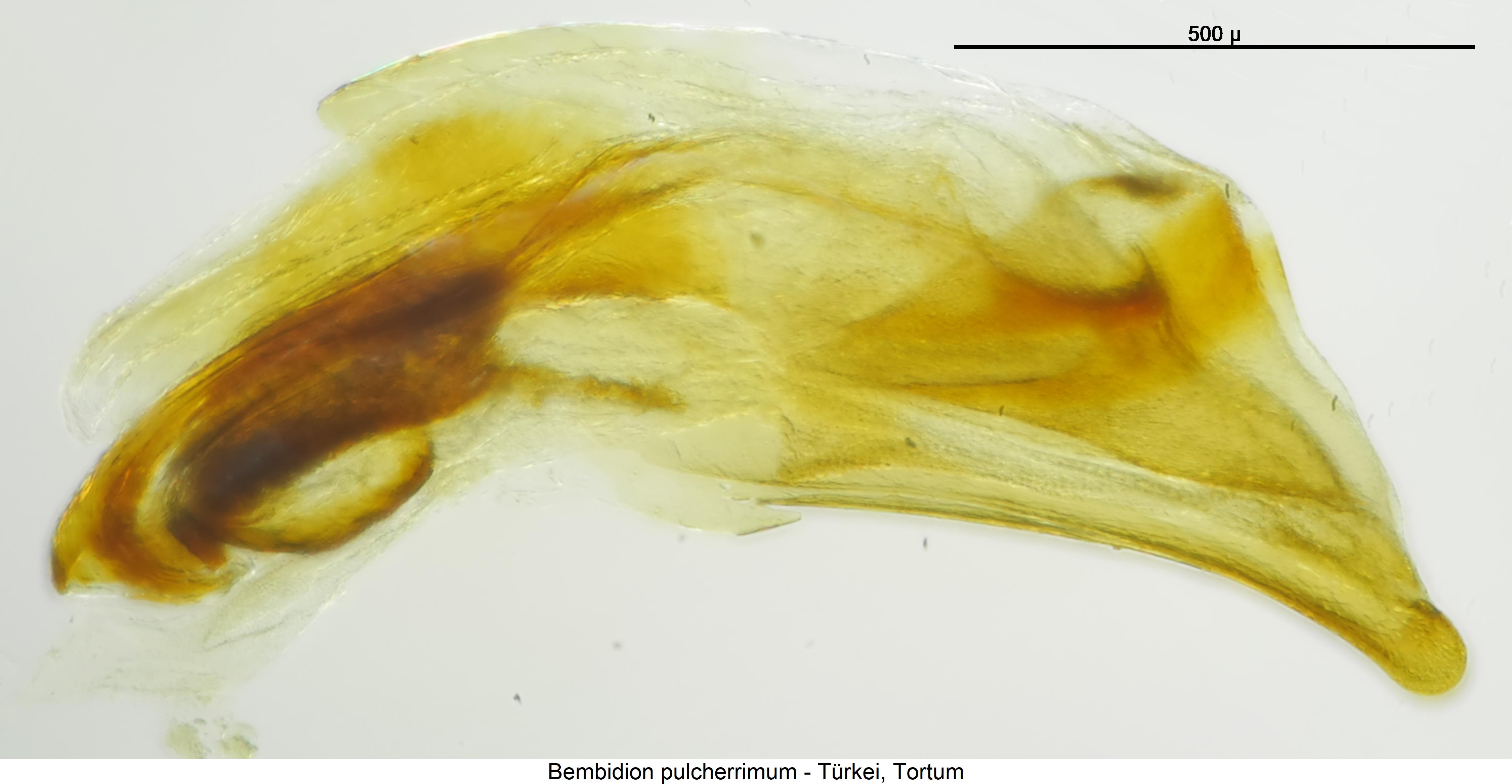 bembidion_pulcherrimum.jpg