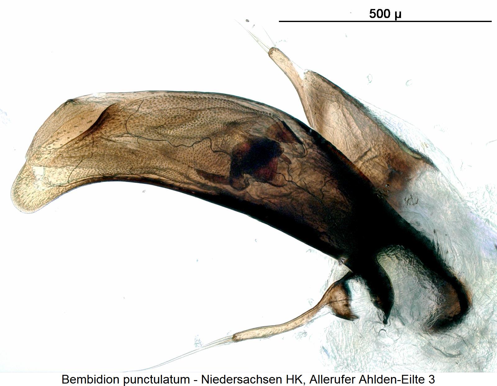 bembidion_punctulatum.jpg