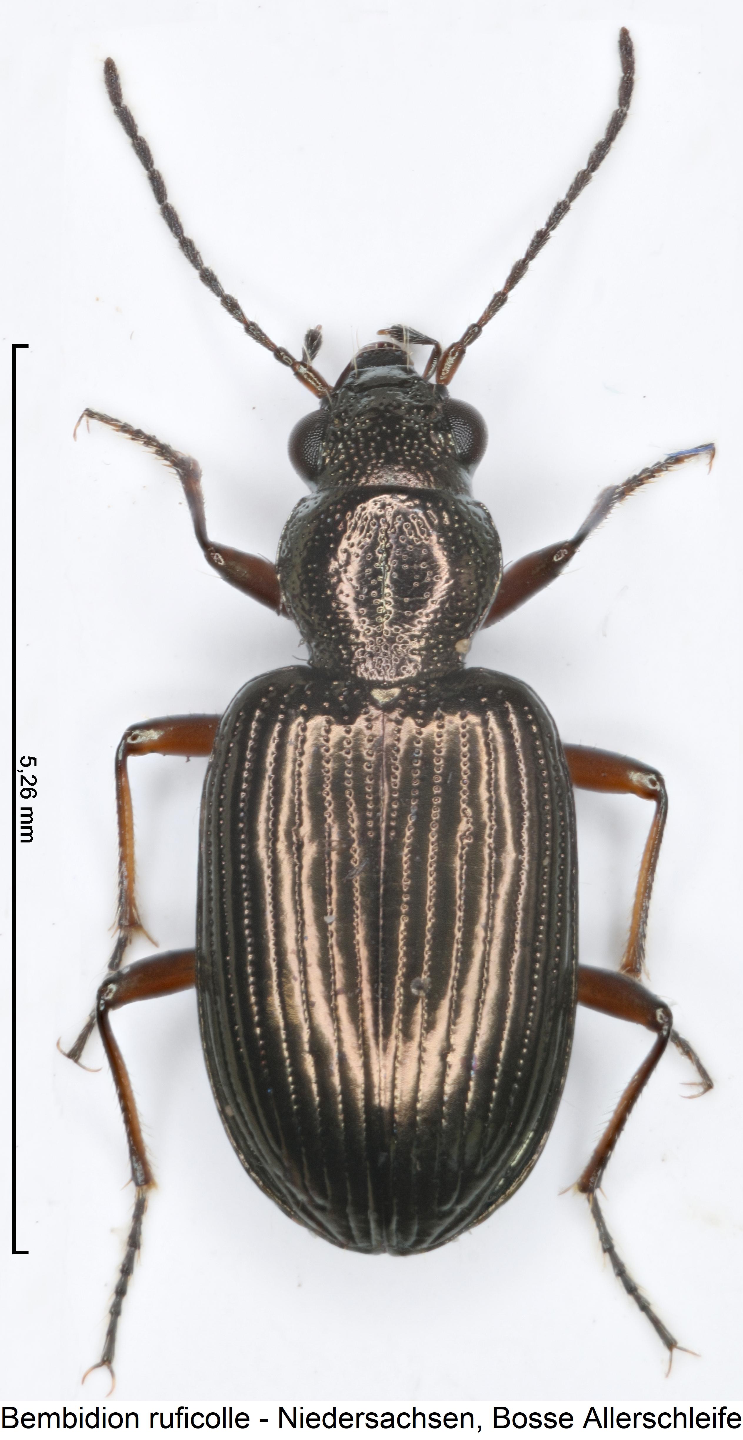 bembidion_punctulatum_hab.jpg